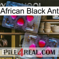 African Black Ant 15